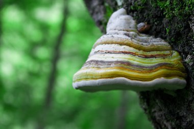 Fungi clipart