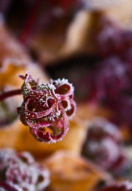 kayın ağacı yaprakları renk değiştirme