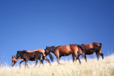 Wild horses on Bosnian mountain clipart