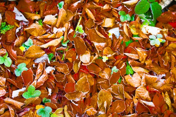 stock image Beech Leaves changing color