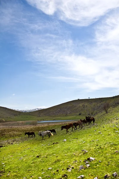 Wildpferde auf dem Berg bjelasnica — Stockfoto