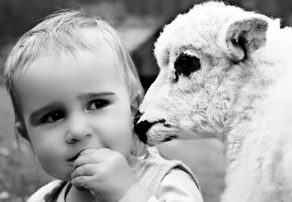 Enfant jouant avec des moutons — Photo