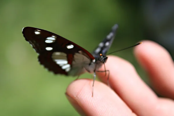 Motýl na prst — Stock fotografie