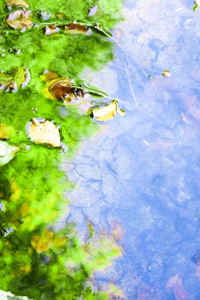 stock image Leafs in water