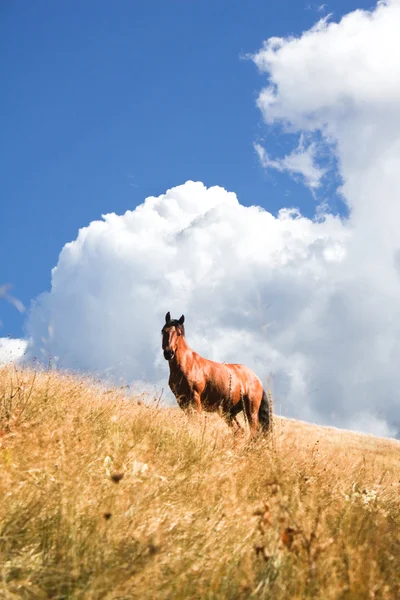 Cavallo selvatico — Foto Stock