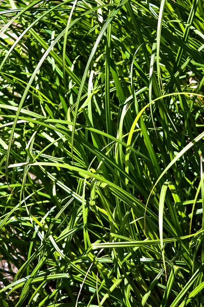 Stock image Green grass texture