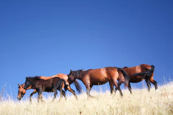 Vilda hästar på bosniska berget — Stockfoto