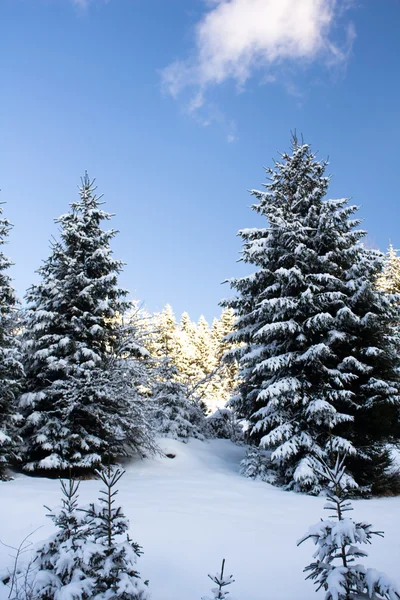 Пейзажі зими — стокове фото
