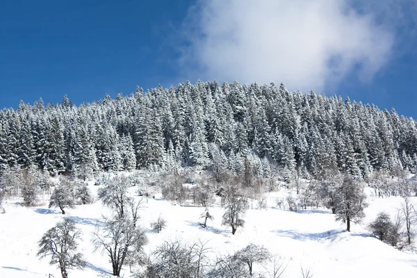 冬の風景 — ストック写真
