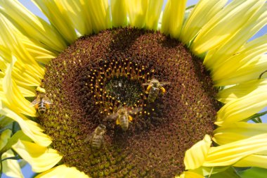 Beautiful yellow Sunflower clipart