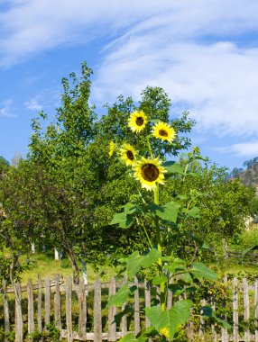 Güzel Sarı Ayçiçeği
