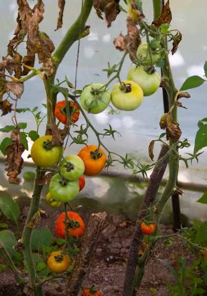 Groei tomaat — Stockfoto