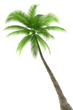 Palm tree isolated on white clipart