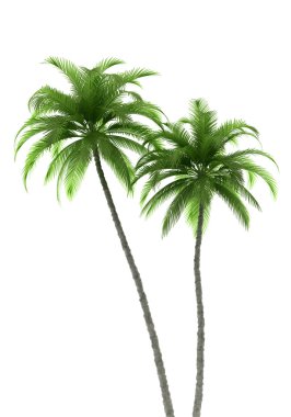 Two palm trees isolated on white
