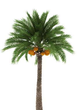 Palm tree isolated on white clipart