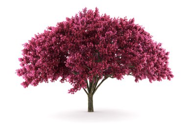 Cherry tree isolated on white clipart