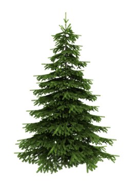 Spruce tree isolated on white clipart