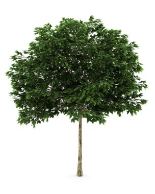 Mountain ash tree isolated on white clipart