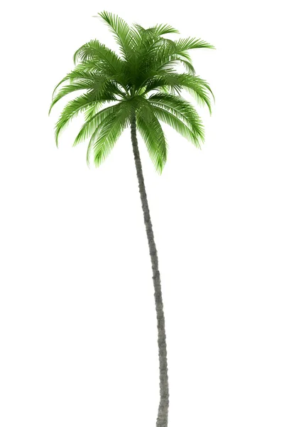 Palme isoliert auf weiß — Stockfoto