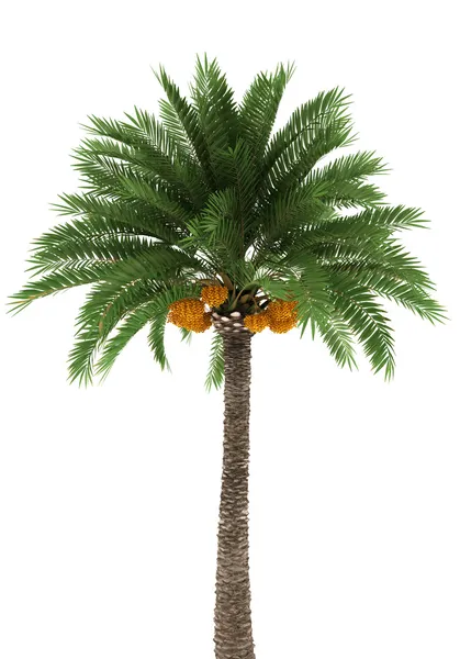 Palm tree isolated on white — Stock Photo, Image