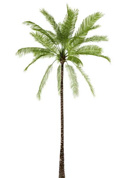 Palmeira isolada sobre branco — Fotografia de Stock
