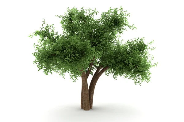 stock image Tree isolated on white background