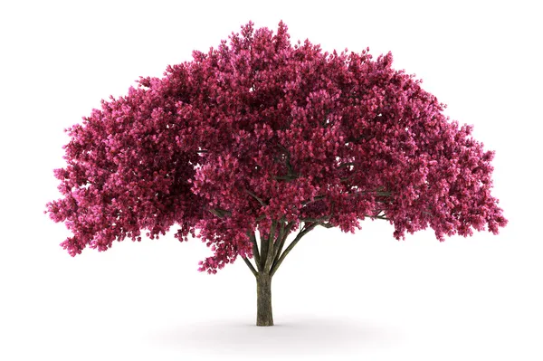 Cherry tree isolated on white — Stock Photo, Image