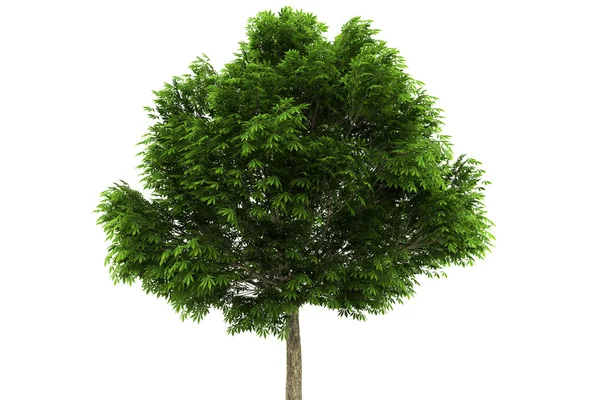 Buckeye tree isolated on white — Stock Photo, Image