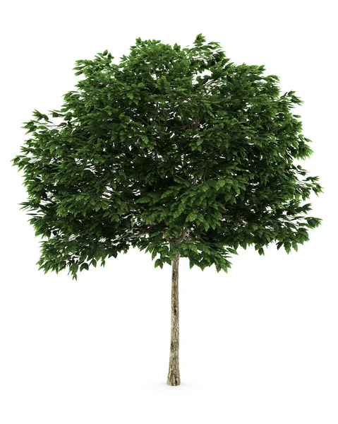 Mountain ash tree isolated on white — Stock Photo, Image