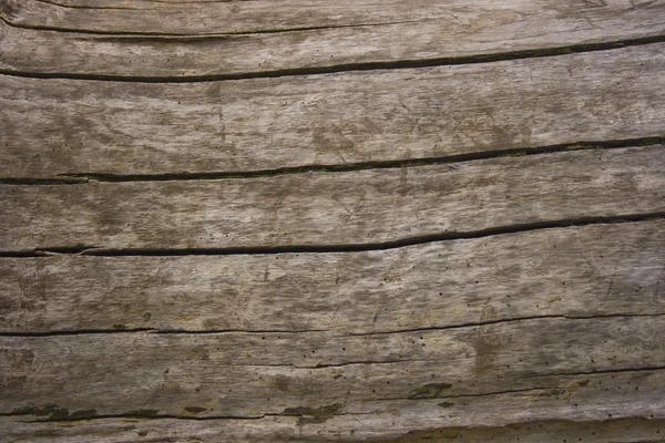 Texture bois de chêne gercé — Photo