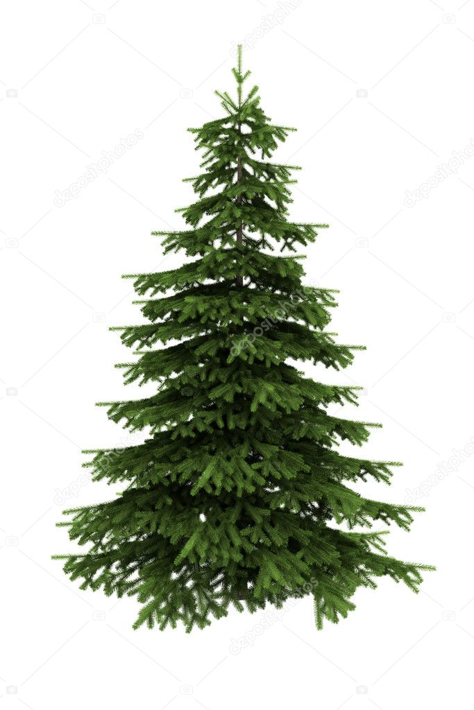Spruce tree isolated on white