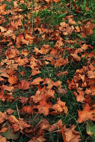 Leaf fall — Stock Photo, Image