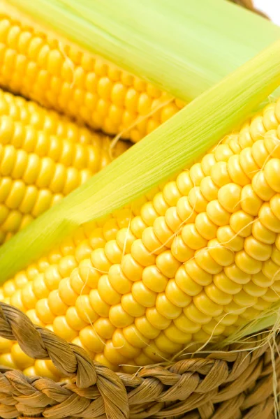 stock image Freshly harvested corn, close up.