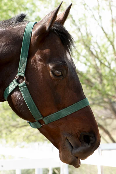 Ryzákängssyra häst — Stockfoto