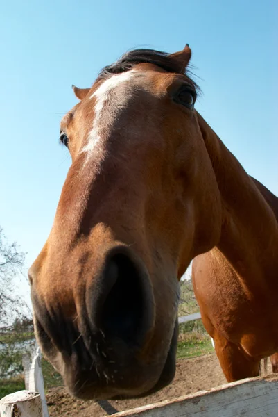 Улыбка лошади — стоковое фото