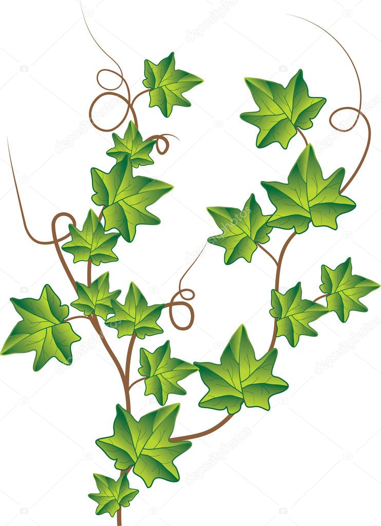 Green ivy. Vector Illustration