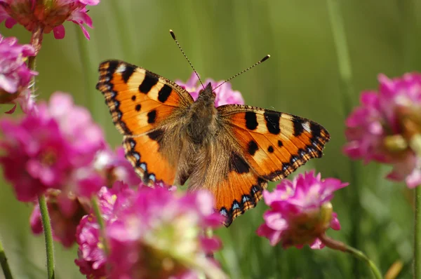 stock image Butterfly on flower