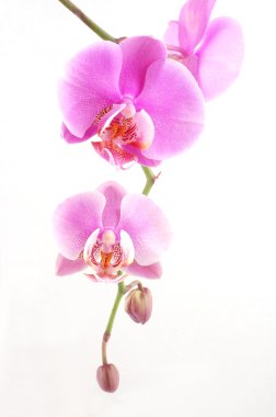 Pink orchid clipart