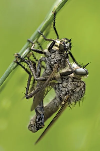 Böceklerin çiftleşme — Stockfoto