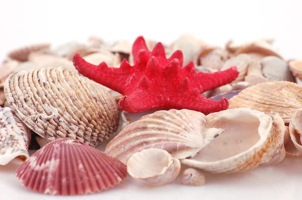 Coral e concha praia Stock Photos, Royalty Free Coral e concha praia ...