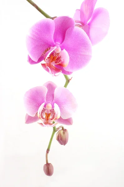 stock image Pink orchid