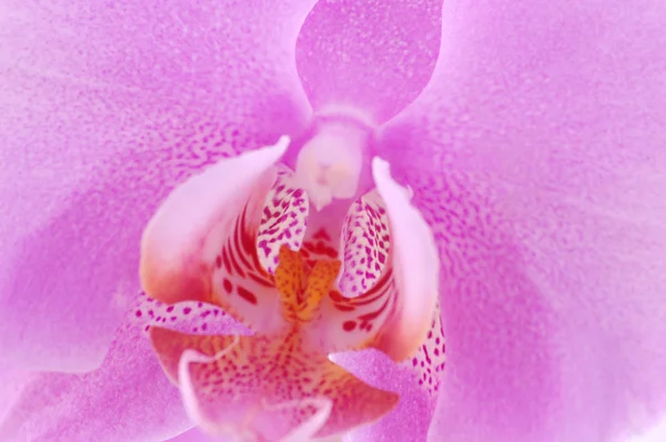 stock image Pink orchid