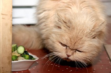 Cat eat cucumbers clipart