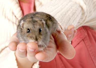 ellerinde hamster