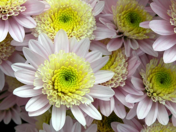 Crisantemo floreciente —  Fotos de Stock