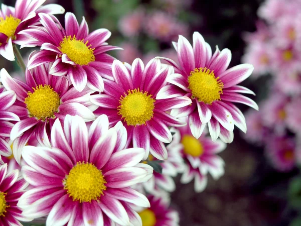 Stock image Blossoming chrysanthemum