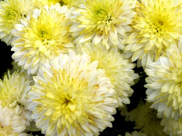 Chrysanthème en fleurs — Photo