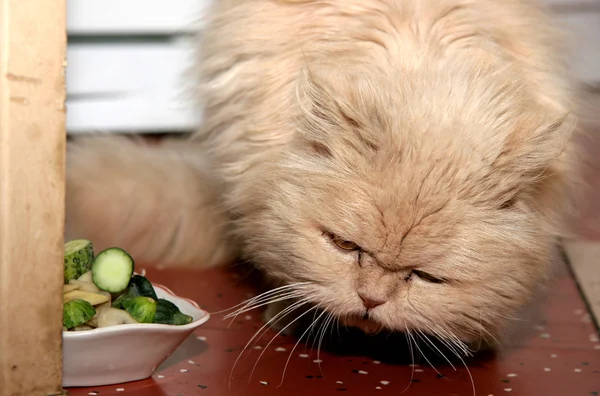 stock image Cat eat cucumbers