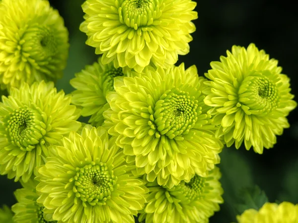 満開の菊 — ストック写真
