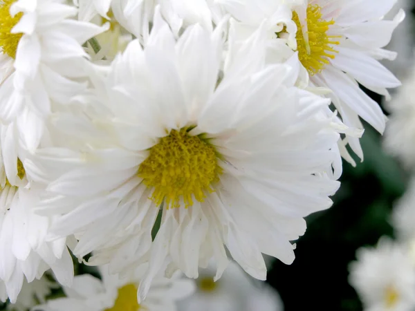 Kvetoucí chryzantémy — Stock fotografie